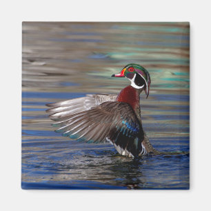 Imã Wing Flapping Wood Duck