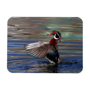 Ímã Wing Flapping Wood Duck