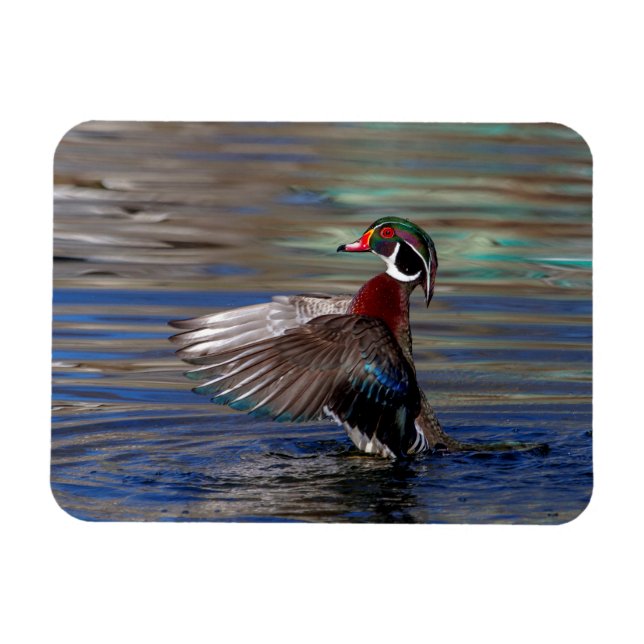 Ímã Wing Flapping Wood Duck (Horizontal)