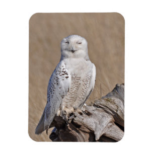 Ímã Winking Snowy Owl