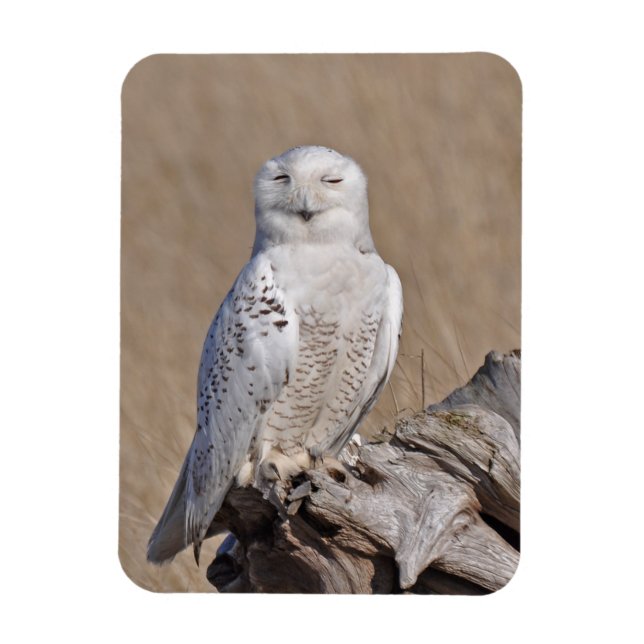 Ímã Winking Snowy Owl (Vertical)
