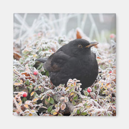 Imã Winter Blackbird