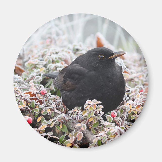 Imã Winter Blackbird (Frente)