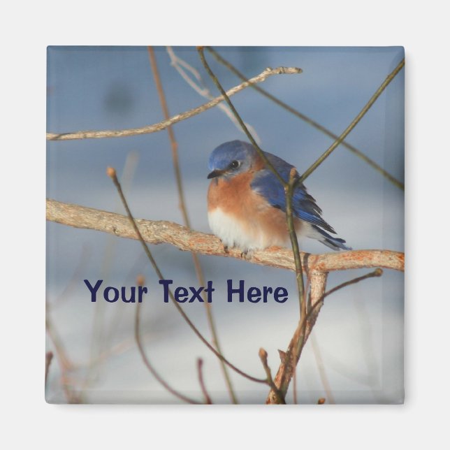 Imã Winter Bluebird Personalizado Animal (Frente)