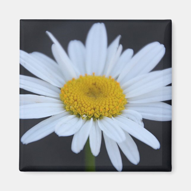 Imã Winter Daisy (Frente)