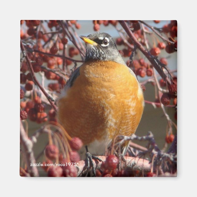 Imã Winter Robin (Frente)