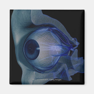 Imã wireframe 3d dos músculos de olho em um soquete