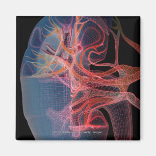 Imã Wireframe do interior de um rim