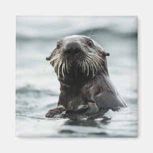 Imã Wise Otter