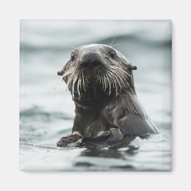 Imã Wise Otter (Frente)