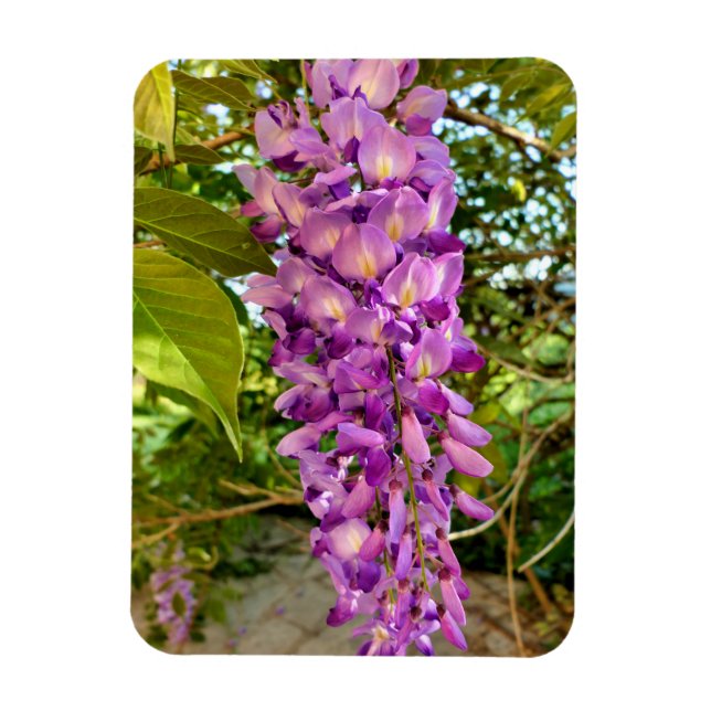 Ímã Wisteria Bloom (Vertical)