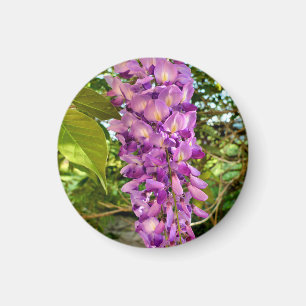 Imã Wisteria Bloom Magnet