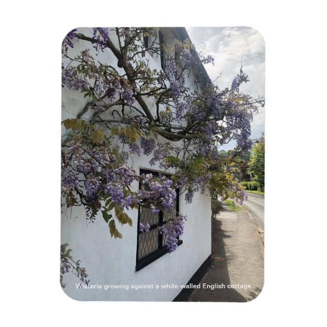Ímã Wisteria crescendo contra uma casa com paredes bra (Vertical)
