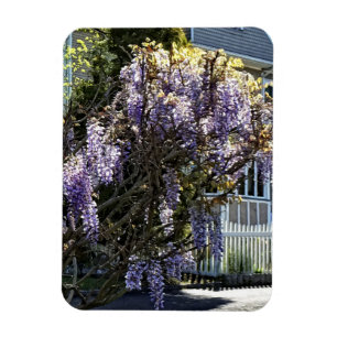 Ímã Wisteria in Bloom