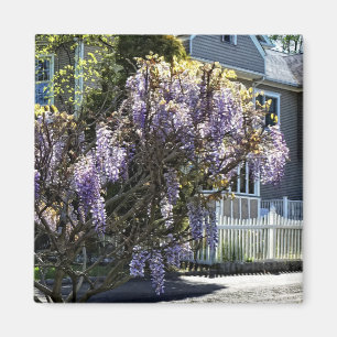 Imã Wisteria in Bloom