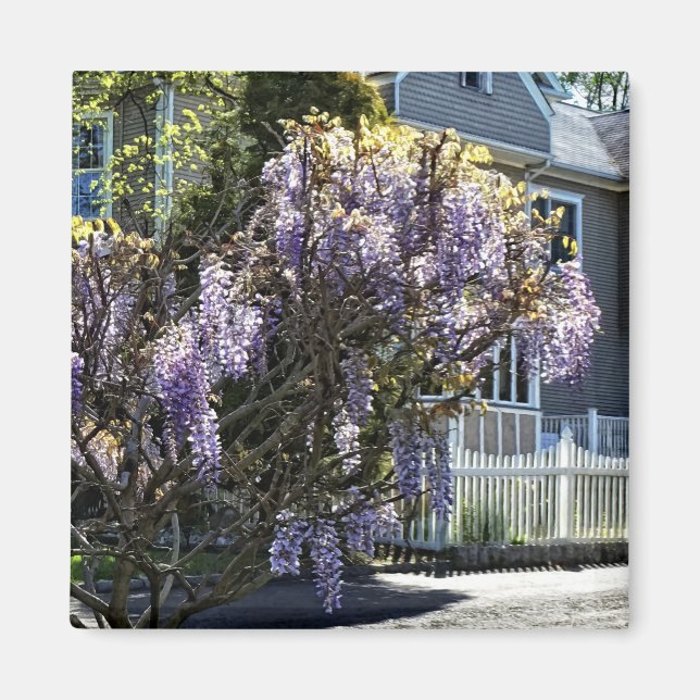 Imã Wisteria in Bloom (Frente)