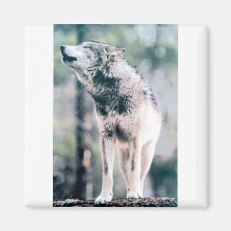 Imã Wolf cinza no Parque Nacional de Grand Teton