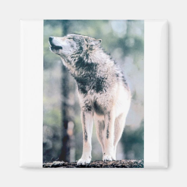 Imã Wolf cinza no Parque Nacional de Grand Teton (Frente)