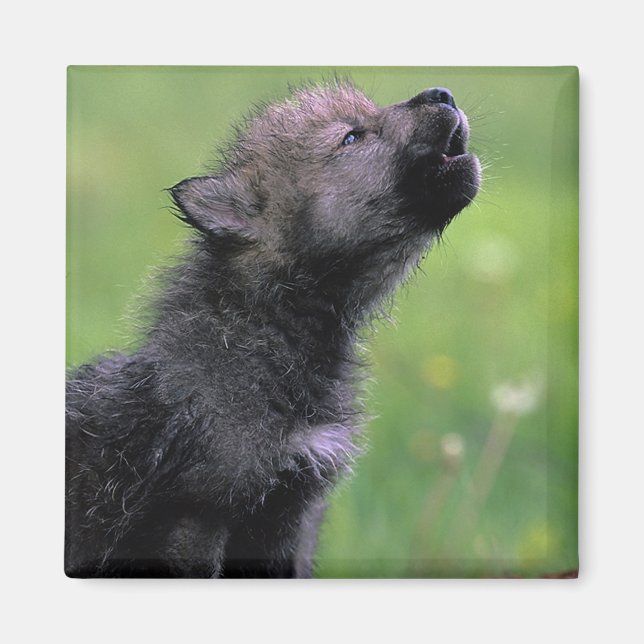 Imã Wolf Cub Howling (Frente)