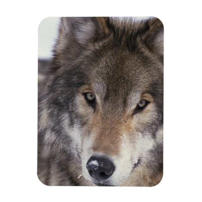 Ímã Wolf Gaze (Vertical)