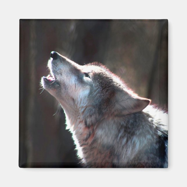 Imã Wolf Howling Lone Wolf (Frente)