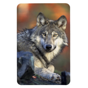 Ímã Wolf Magnet