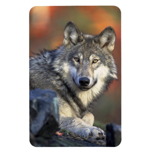 Ímã Wolf Magnet (Vertical)