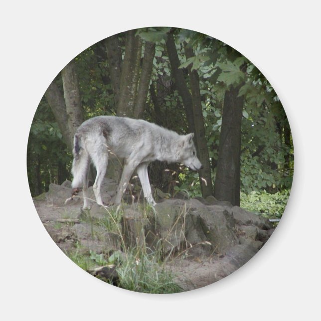 Imã Wolf Magnet (Frente)