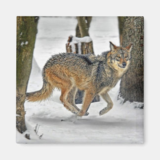 Imã Wolf Running in Snow Magnet