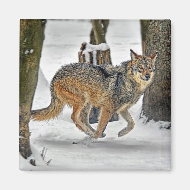 Imã Wolf Running in Snow Magnet (Frente)