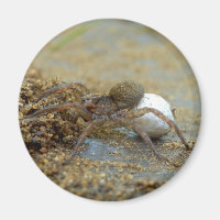 Wolf Spider Com Ímã De Ovo Sac