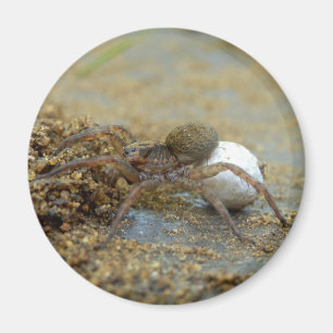 Imã Wolf Spider Com Ímã De Ovo Sac