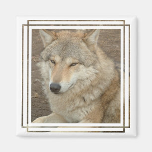 Imã Wolf Square Magnet