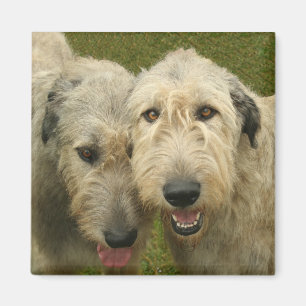 Imã Wolfhound irlandês