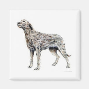 Imã Wolfhound irlandês