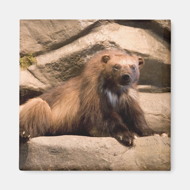 Imã Wolverine (Frente)