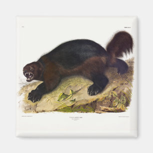 Imã Wolverine ou Wolverene (Gulo gulo) por Audubon