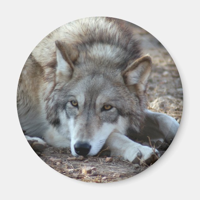 Imã Wolves Wolf Magnet (Frente)