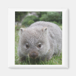 Imã Wombat Magnet