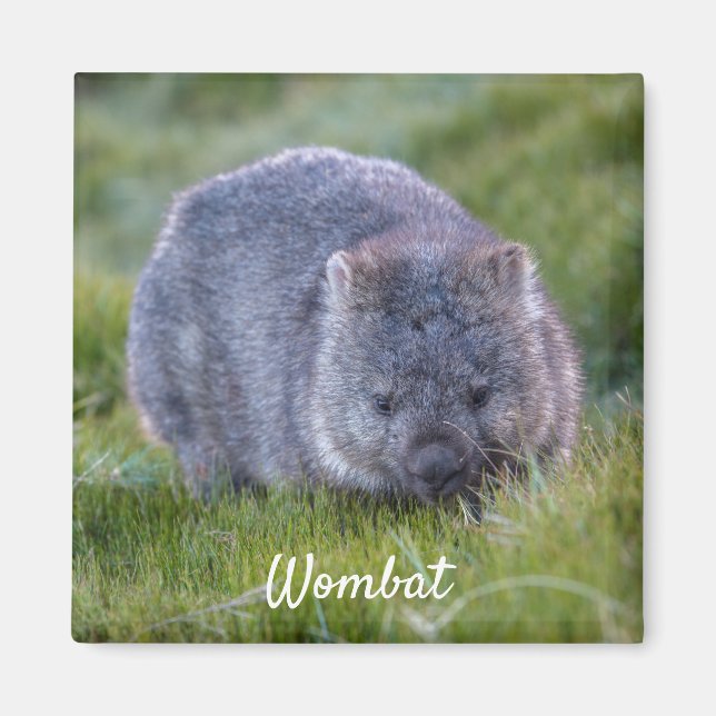 Imã Wombat Tasmânia Austrália, Foto de um Animal Cute (Frente)