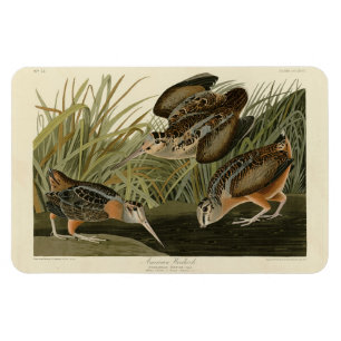 Ímã Woodcock Americano das Aves da América de Audubon
