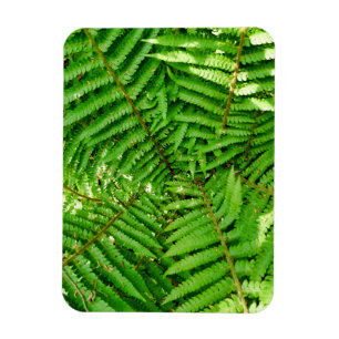 Ímã Woodland Ferns