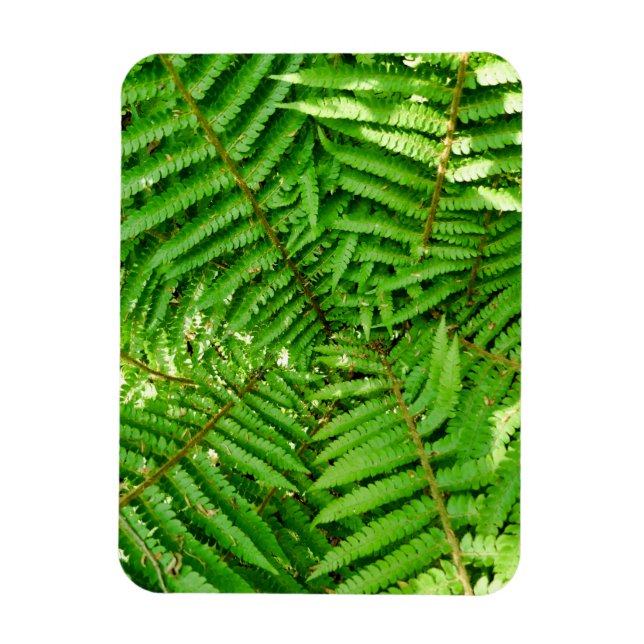 Ímã Woodland Ferns (Vertical)