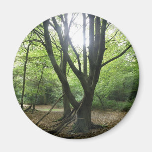 Imã Woodland Sunshine Magnet