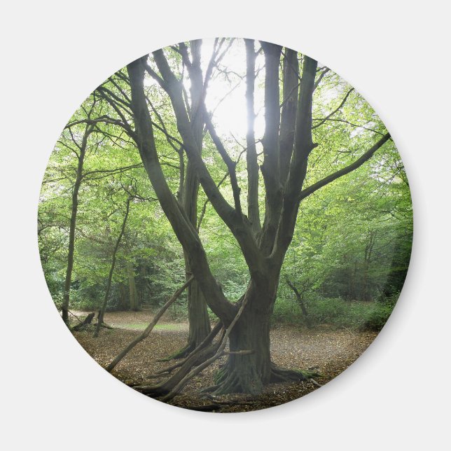 Imã Woodland Sunshine Magnet (Frente)