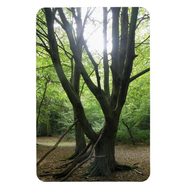 Ímã Woodland Sunshine Premium Magnet (Vertical)