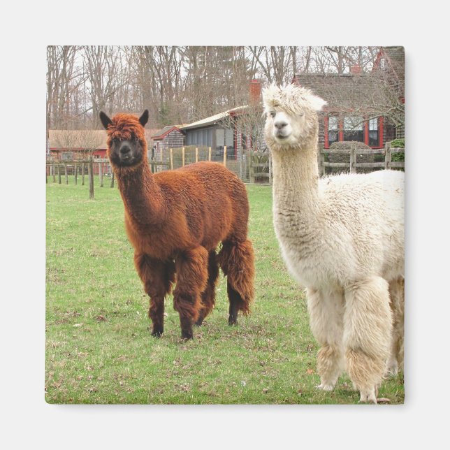 Imã Wooly Alpacas ~ magnet (Frente)