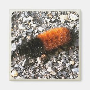 Imã Wooly Bear Caterillar
