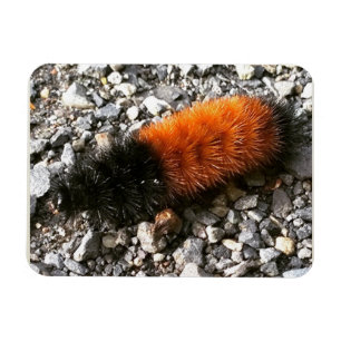 Ímã Wooly Bear Caterillar