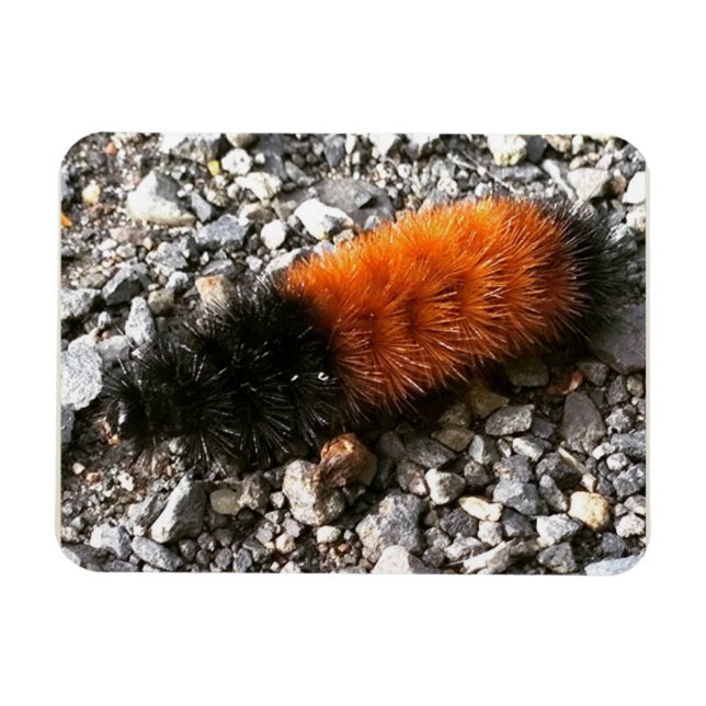 Ímã Wooly Bear Caterillar (Horizontal)